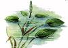 Рдест (растение) – описание, полезные свойства, применение Применение в быту
