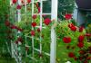 Плетистая роза, посадка и уход в открытом грунте, советы и рекомендации